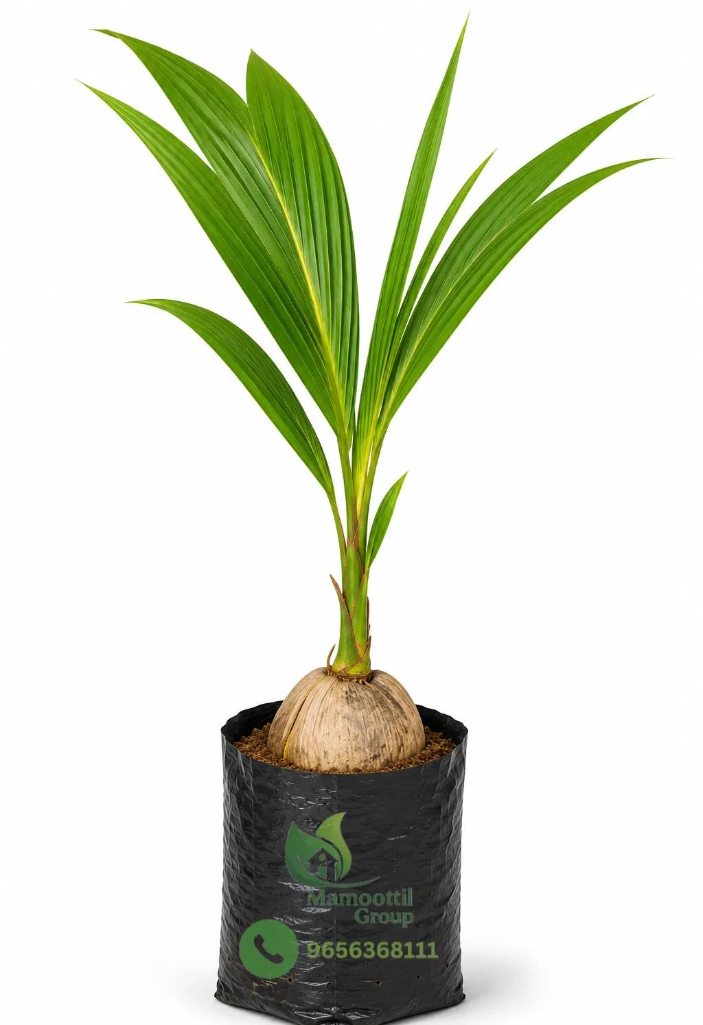 Early Yield Dwarf Sapling